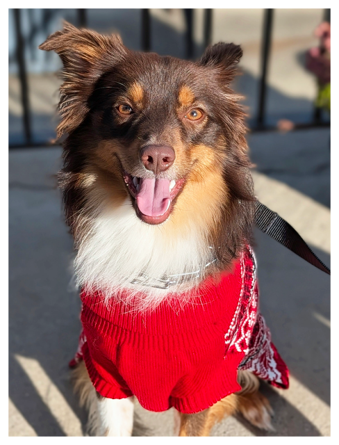 a happy Australian Shepherd with brown fur and tan/white markings sits outside, wearing a red holiday sweater. Cocoa's mouth is open, tongue out, and is attached to a black leash. he's making eye contact.