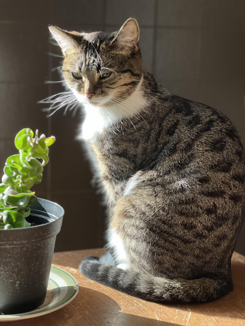 Brown & white tabby sitting on a table next to a small, potted succulent, with sun streaming in on her through an off-camera window