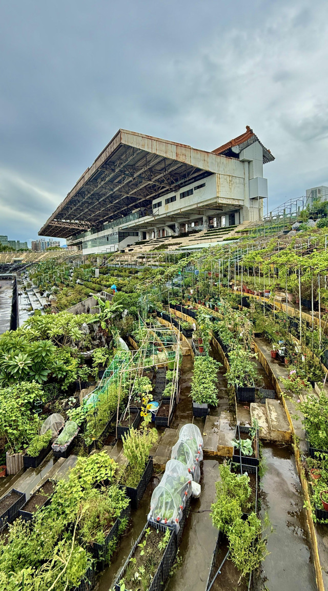 A picture of Taipei's derelict Zhongshan Stadium taken from inside, showing a community garden emerging on the viewing decks filled with greenery