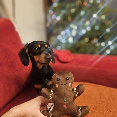 My black and brown shorthair miniature dachshund Tilly sitting alert on a red couch. In front of her is a small stuffed gingerbread man. They are not too dissimilar in size.