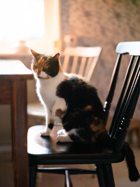 Tricolour cat sitting in a worden chair at table waiting for snacks