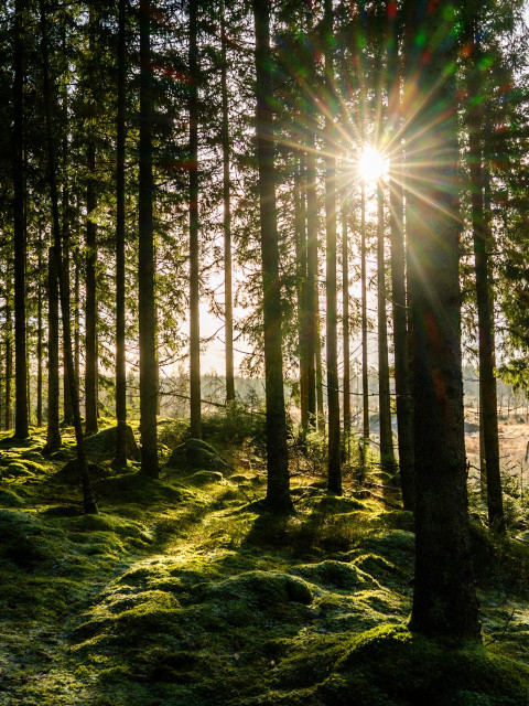 Sunlight breaking through a forest illuminating the green moss covering the ground