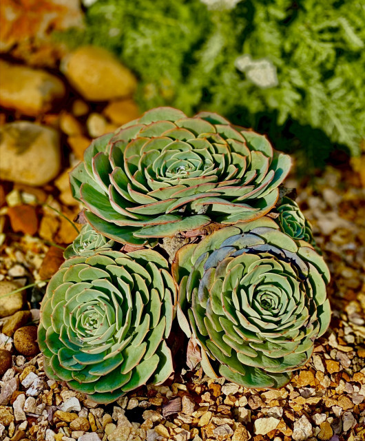 Three succulents that remind me of green-colored roses bunched together 