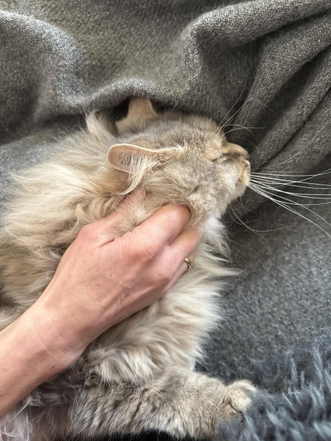 Closeup of the front end of a grey Siberian cat (Knold) lying on a grey blanket. A human hand is scratching his neck. He seems to enjoy the attention a lot as he is lying with his eyes closed - I'm pretty sure that his right front paw in the bottom of the photo is kneading the backrest of the couch (outside the frame). His long white whiskers are very distinctive, pointing away from his face.