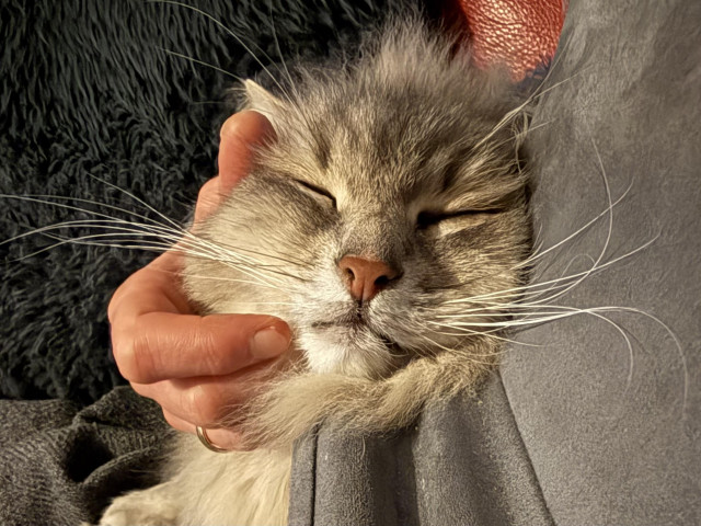 Closeup of the head of a grey Siberian cat (Knold) taken right in front of him (the photo is rotated 90 degrees to the left). A human hand is scratching his right cheek while his left is resting on a grey plush tablet stand. His fluffy chest fur is sticking out between his chin and the tablet stand. His long white whiskers are very prominent, spanning the entire width of the photo.