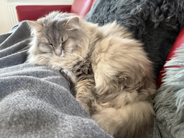 Closeup of the front end of a grey Siberian cat (Knold) lying on a couch on a grey blanket (hiding a set of human legs). He is very fluffy, especially his chest fur that is being squeezed up to look like a big grey beard. His long white whiskers are very prominent.