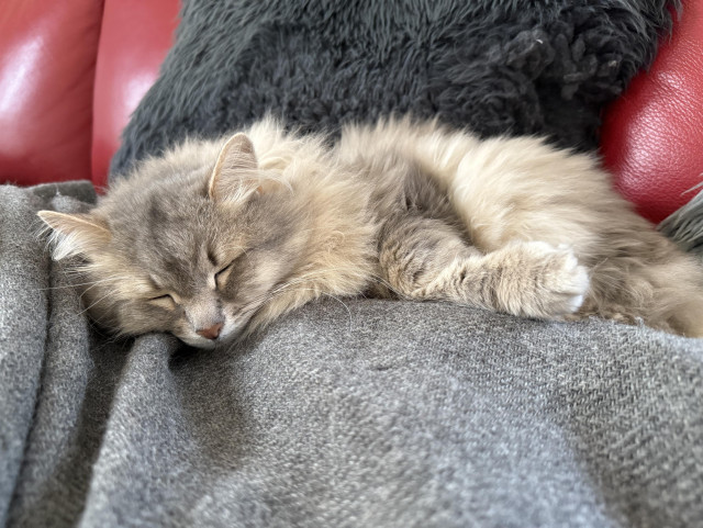 Closeup of the front end of a grey Siberian cat (Knold) sleeping on a couch on a grey blanket (hiding a set of human legs). His long white whiskers are very prominent.