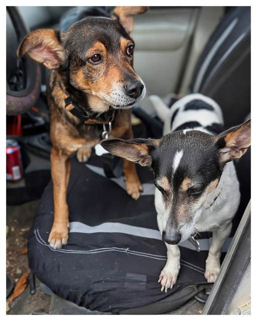 Two small dogs sit in the driver's seat of a old pickup. One dog is brown and black with tan markings, standing alert. The other is white with black patches, sitting and looking down. The car interior is cluttered, with a can and some debris visible on the floor.