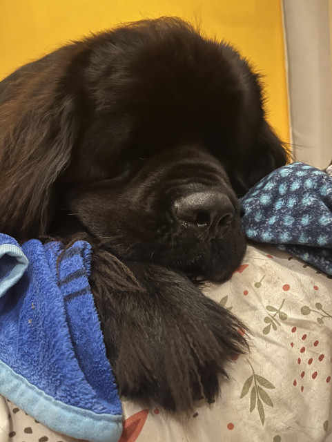 Odin the Newfie conked out on my bed (he’s gotten mud on my white blanket) 