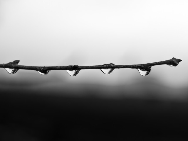Vor hell-dunkel geteiltem Hintergrund ein Zweig, an dem nebeneinander Tropfen hängen. s/w.