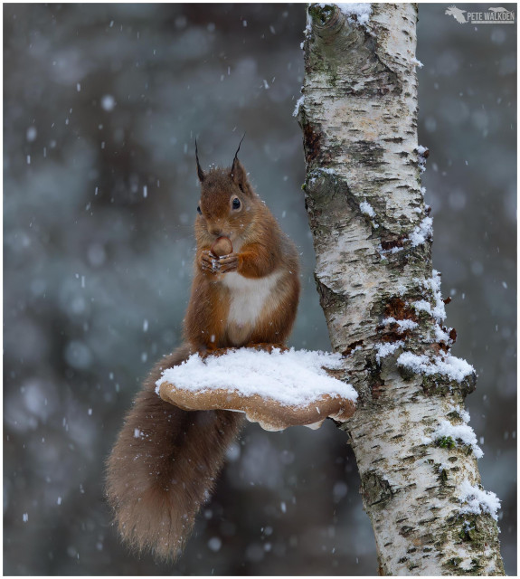 A photo of a red squirrel sitting on a bracket fungus on the side of a silver birch tree, with snow falling all around. In a woodland in the Scottish Highlands.