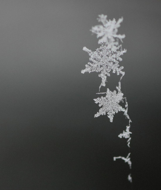 Macro photograph of a few very light snowflakes, just fallen and caught on a spider's thread.

Photographie macro de quelques flocons de neige tout légers, tout juste tombés et pris sur un fil d'araignée.