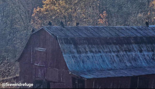 A committee of Black Vultures on a barn roof