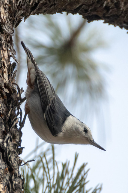 A White-breasted nuthatch bird climbing downward along the trunk of a pine tree in Boulder, Colo.