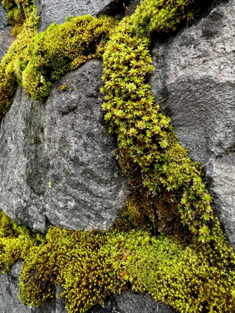 Vibrant green moss growing on the grout between basalt rocks, on the face of the Lane County courthouse in Eugene, OR.