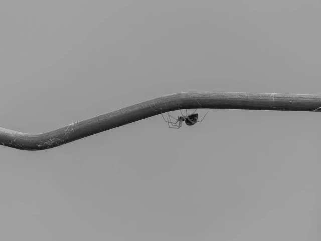 Nahaufnahme eines Zaunstücks aus massivem Draht, das sich von quer durchs Bild zieht.
An der Unterseite eine sehr kleine Spinne auf Wanderschaft.