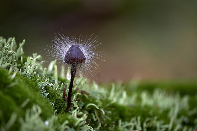 A single, slender mushroom emerges from a lush bed of moss and lichen. Its dark brown, conical cap is covered in a striking halo of fine, radiating white filaments that resemble delicate hairs or threads spreading outwards in all directions. These filaments are the reproductive structures of Spinellus fusiger, a parasitic fungus commonly known as bonnet or pin mould. They catch the light, creating a bright, spiky effect around the mushroom's cap. The mossy ground is a vivid shade of green, with soft textures and various pale green lichens scattered throughout. The background is softly blurred with green and brown tones.