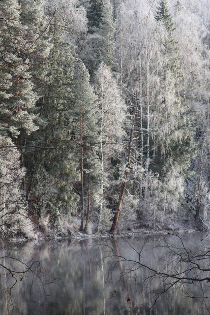A riverbank with frost-covered white trees and firs. The river flows quietly and frost smoke plays on the water, where the eees are also reflected. A single tree with a brown trunk stands slightly crooked on the bank, breaking up the somewhat monochrome image. In the foreground, bare branches reach into the picture.