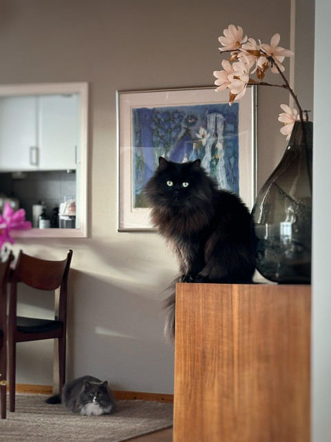 I förgrunden en svart långhårig katt som sitter på en sideboard bredvid en stor vas med en magnoliakvist, i bakgrunden en matplats där det ligger en grå och vit långhårig katt på mattan. Båda katterna tittar mot kameran.