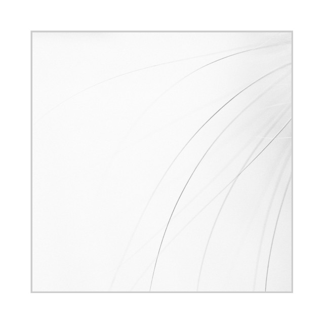 Square black-and-white photograph. Extremely minimal composition showing a small set of cat whiskers in close-up. Fine, curved lines enter the frame from the right side and sweep gently toward the center, some sharp, others faint and blurred. The background is bright and featureless, creating a high-key surface where the whiskers appear as delicate, floating arcs. No other details of the cat are visible.