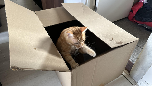 Washy playing around in a cardboard box