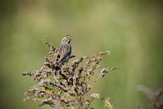 A Savannah Sparrow perches atop a goldenrod plume against an intentionally blurred background of autumn green meadow grasses. The bird is a streaky, medium-sized, short-tailed sparrow with a yellow patch in front of its eye. 