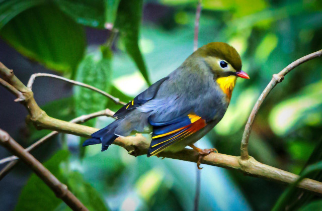 A small songbird with an olive-green head, bright yellow throat, and a red-orange bill perches on a thin branch. Its wings show vivid patches of blue, yellow, and orange against soft gray feathers. The background is a blur of green leaves, giving the scene a lush, forested feel.
