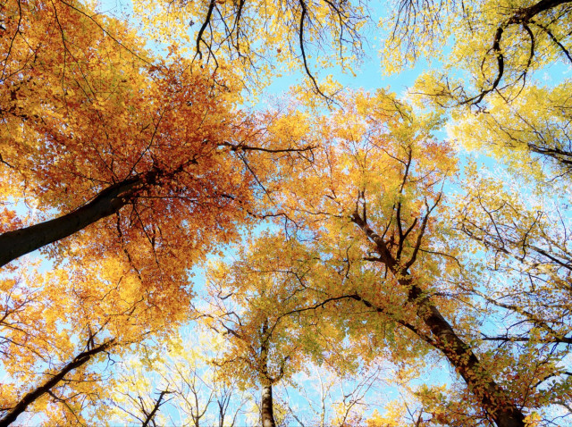 Autumnal trees seen from below towards the sky