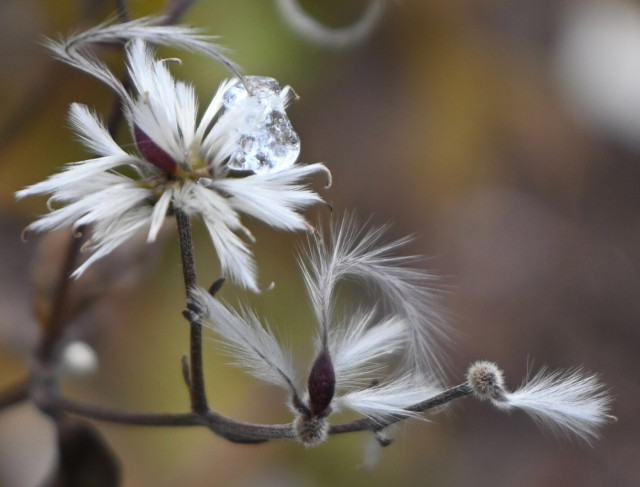 Federleichte Blüten an einer Waldrebe mit einem Eiskristalltropfen an einer der Blütenblättern. Der Hintergrund zeichnet sich durch verwischte Farben aus.