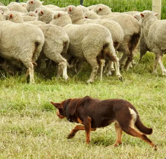 Genetic study shows dogs traveled with humans across Eurasia for 11,000 years

For tens of thousands of years, dogs have been in symbiosis with people across the vast range of Eurasia, but new genetic findings indicate that their history was tied to human migrations more closely than previously known. According to research published in Science, major cultural transitions, such as those of hunter-gatherers, early farmers, or Bronze Age pastoralists, were often accompanied by distinct movements of dog populations...
