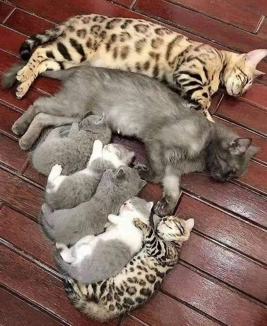 Cat parents with their kittens