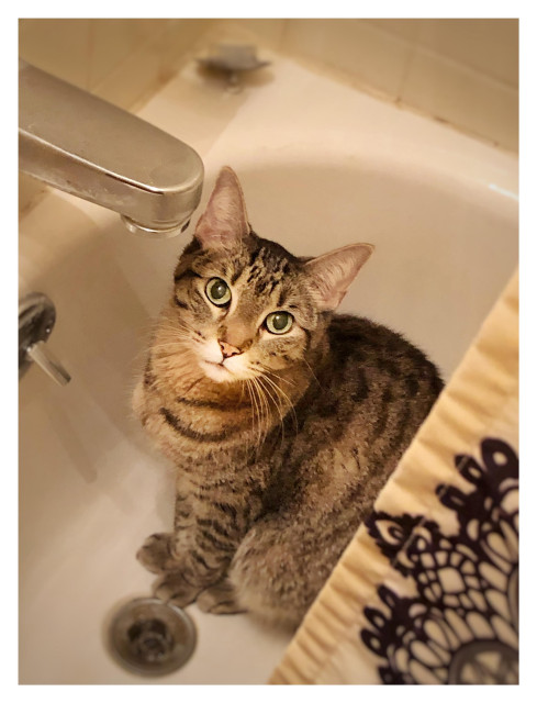 Photo of Max the handsome gray tabby cat sitting in a bathtub, behind a patterned beige curtain and just under the spout, looking at the camera with plaintive eyes. No, you couldn’t resist that look either.