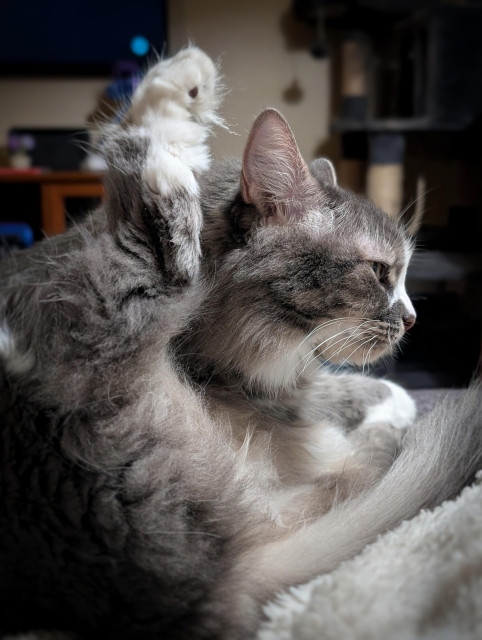 Vertical photo of a very floofy grey and white kitty sitting in right-facing profile on a footrest in a darkish early morning living room. Her tail, the underside of which is a dreamlike softness like a motion-blurred whitecap, is curled up around her like an underscore and her back right leg is raised high but bent at each joint like a strange, fuzzy, tuftily toe-beaned mailbox flag. Her face is sleepy but focused, her dusky pink nose dipped just slightly under its white blaze and her pink ears cocked to receive signals from the songbirds waking up beyond the nearby windows. Her front paws move to curl around the bright, full poet's blouse of her ruff like a contemplative, and her eyebrows and whiskers spark and spray like the ocean.