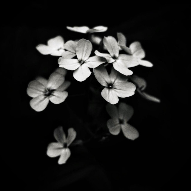 A close up black and white image of Dames rocket "Hesperis matronalis" set against a pure black background.
