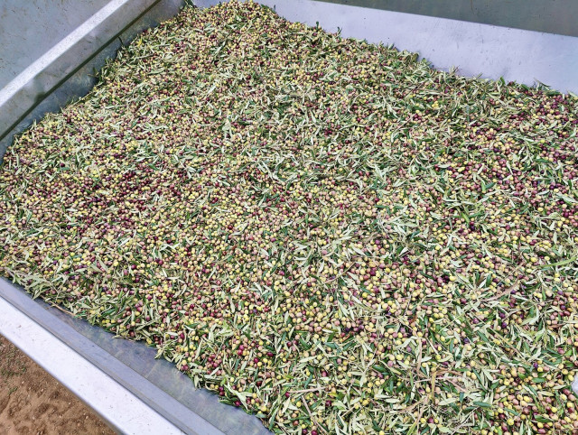 A steel trailer behind a tractor, filled in half with olives (some still green in color, some already browning), mixed with leaves.