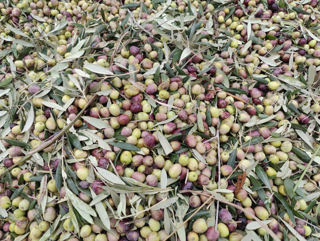 Close up picture showing some roughly rounded olives, which appear light green with a variable degree of pink/grown shading. 