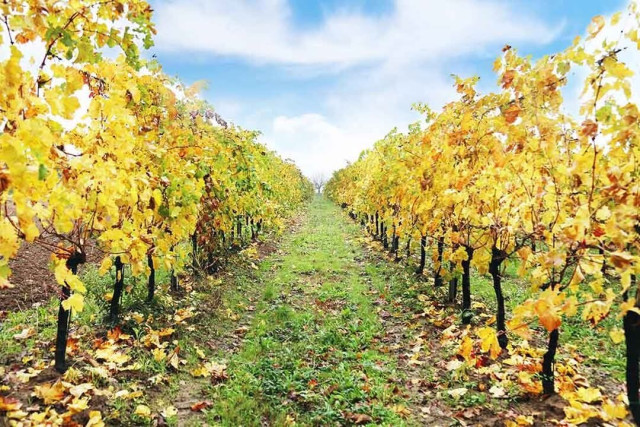 Straight view of a piece of vineyard bordered by 2 lines on vines. The leaves are mostly golden yellow and the grass is green.