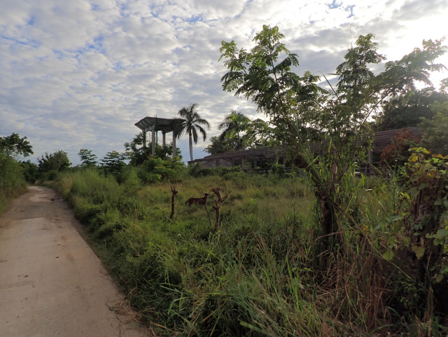 Throughout Cuba you can find  ruins of structures of industrial agriculture. The picture shows the remains of a silo and a large animal stead, ruined and partly overgrown.