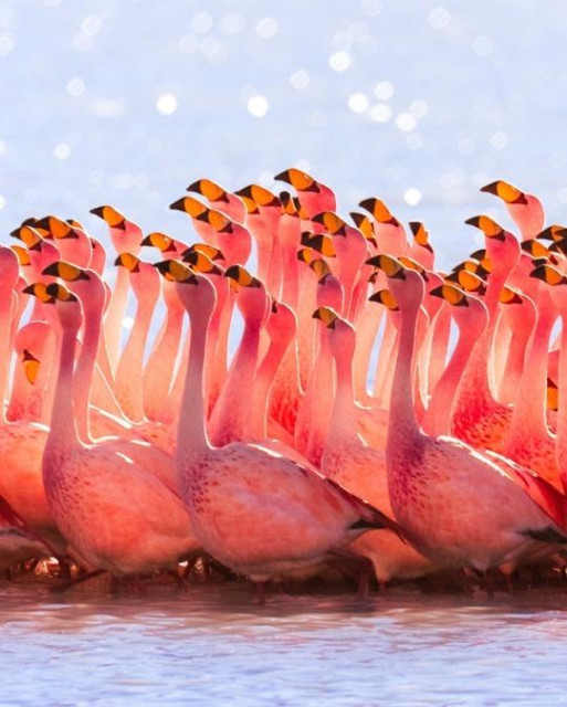 Photo: Pedro Szekely, CC BY-SA 2.0, Wikimedia Commons  

Wide shot of a flock of flamingos wading in shallow water. They are crowding close together. Their pink feathers are bright against the pale grayish water.

