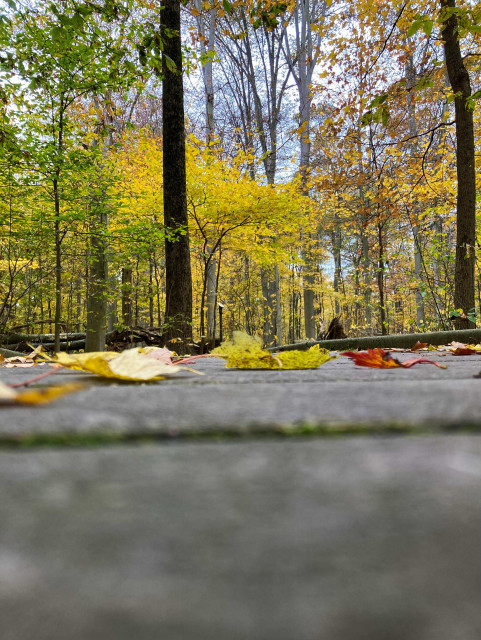 A close-to-the-ground view of the fall forest.  Yellow and red leaves are visible in the distant trees and on the near ground, and one tree still holds its green color.