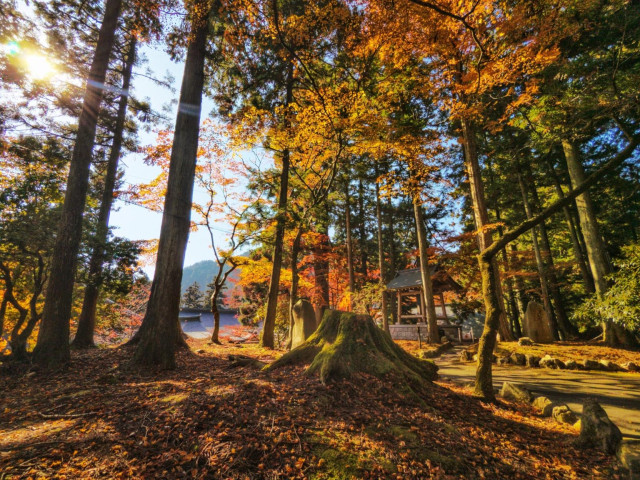 A moss covered tree trunk in the shade along with a red leaf covered ground with tall thin trees all yellow and red in fall foliage and sunlight through the trees. The sun is to the left of frame near the top corner showing through leaves. 
Enryaku-ji Japan Nov 17 2025