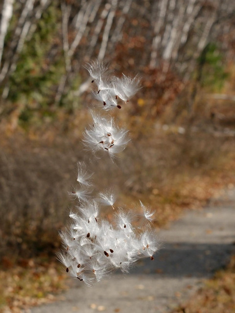 Brown seeds, each attached to a bunch of long, silky, white hairs, slowly drifting in the air. 
Blurry in the background: the white trunks of birch trees. 
