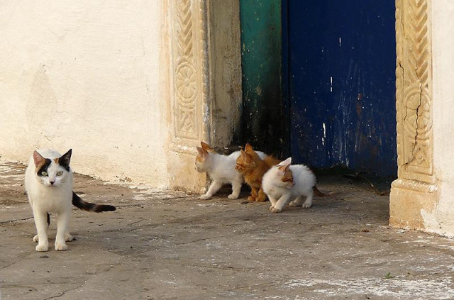 Une photo en couleur au format paysage. On voit partiellement une porte verte en bois, son encadrement sculpté  de couleur sable, et une partie d'un trottoir. Au centre de l'image, devant la porte, deux chatons blancs entourent un chaton roux. Sur la gauche, leur mère, blanche, une oreille rousse et une noire, surveille attentivement l'appareil photo.