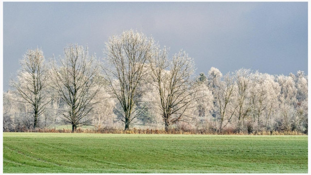 A frost-covered landscape featuring a row of bare trees against a cloudy sky, with lush green grass in the foreground.