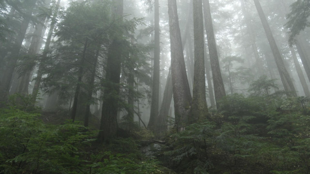 A panoramic shot of a very misty temperste rainforest. A small creek can be seen mid frame creating a division in the mossy ferns and brush. Towering cedars stretch straight through the frame.