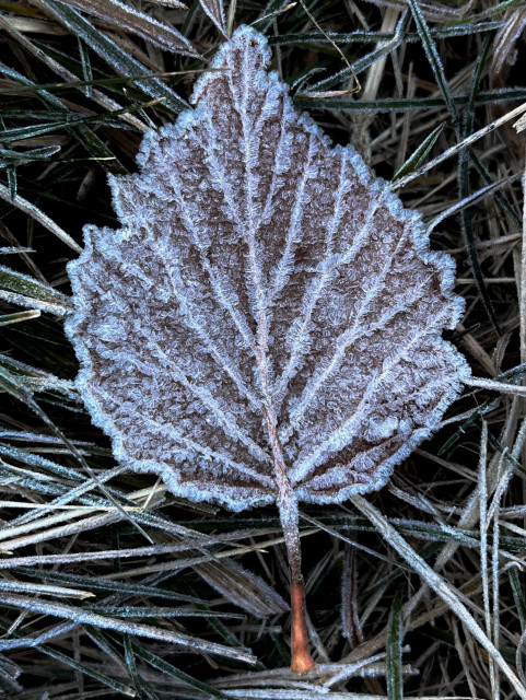 Taking up most of the frame, a leaf rests on frosty grass. Frost crystals grow on a leaf's veins and edges.