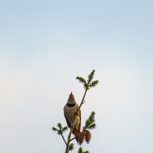 A flicker at the very top of a pine tree. It is looking upwards, showing off its golden spotted chest. Theres a swarm of gnats or midges flying above it.