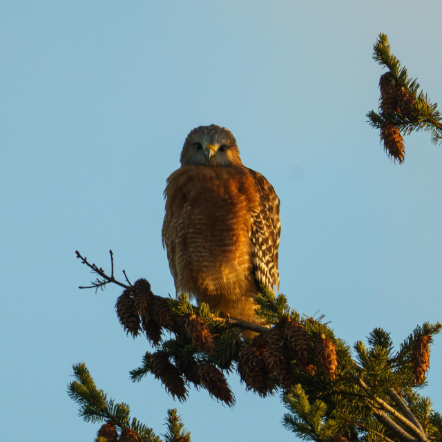 A Red-shouldered Hawk at the very top of a pine tree. It is looking directly at the camera. Its fluffy and squat looking, glowing fiery orange in the morning light