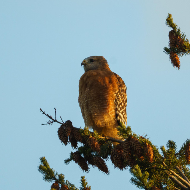 A Red-shouldered Hawk at the very top of a pine tree. It is looking to the left the sharp curve of its beak showing. Its fluffy and squat, glowing fiery orange in the morning light