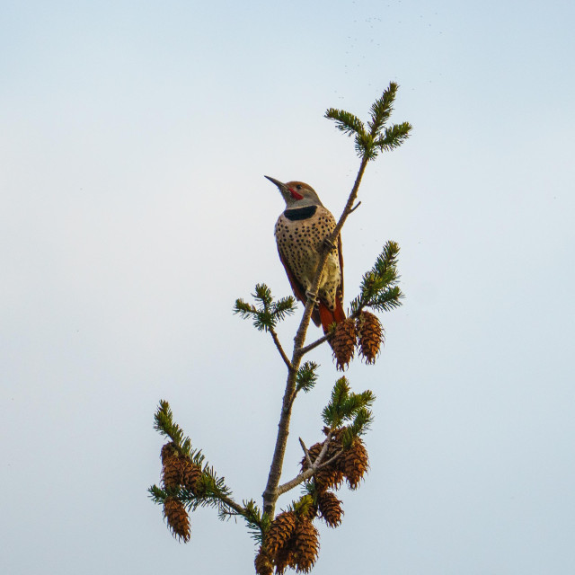 A flicker at the very top of a pine tree. It is looking to the left, golden chest with black crescent at the top.